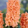 10ct Hyacinths Gipsy Queen Orange Bulbs - Van Zyverden 1 10ct Hyacinths Gipsy Queen Orange Bulbs - Van Zyverden -Garden & Outdoors GUEST 07050e90 1daa 4be8 9e30 dd033f8f4409