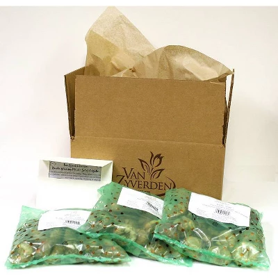 Van Zyverden Set Of 50 Daffodils Bulbs Kitchen Sink Mixture 4 Van Zyverden Set Of 50 Daffodils Bulbs Kitchen Sink Mixture - Image 2