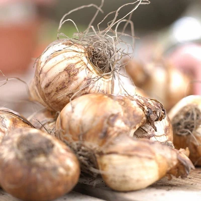 Van Zyverden Set Of 50 Daffodils Bulbs Kitchen Sink Mixture 3 Van Zyverden Set Of 50 Daffodils Bulbs Kitchen Sink Mixture