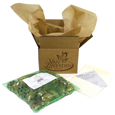 Van Zyverden 5ct Hyacinth Red Indoor Forcing Jan Bos Flower Bulb Set 6 Van Zyverden 5ct Hyacinth Red Indoor Forcing Jan Bos Flower Bulb Set - Image 4