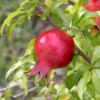 Dwarf Pomegranate - National Plant Network 1 Dwarf Pomegranate - National Plant Network -Garden & Outdoors GUEST 1a9ebf69 d678 4e50 8476 aa0c23ba0a37