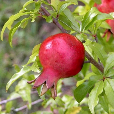 Dwarf Pomegranate - National Plant Network 3 Dwarf Pomegranate - National Plant Network