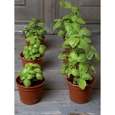 Gardeners Supply Company SuperRoot Booster Seed Starter Mix | Promotes Strong Roots & Boost Plant Growth | High Nutrients Plant Food For Seed 3 Gardeners Supply Company SuperRoot Booster Seed Starter Mix | Promotes Strong Roots & Boost Plant Growth | High Nutrients Plant Food For Seed