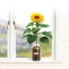 Back To The Roots Organic Sunflower Grow Kit -Garden & Outdoors GUEST 2044ae7c e8b6 4439 ab96 1ba0fbc6c5f3
