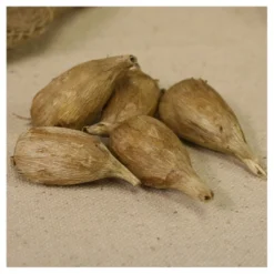 Freesias Rain Set Of 25 Bulbs - Purple - Van Zyverden