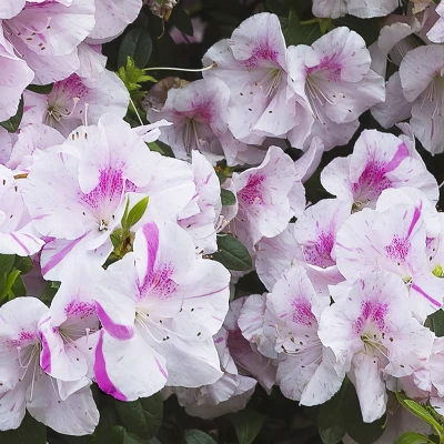 1gal Encore Twist Azalea Plant With Purple And White Blooms - National Plant Network 4 1gal Encore Twist Azalea Plant With Purple And White Blooms - National Plant Network - Image 2