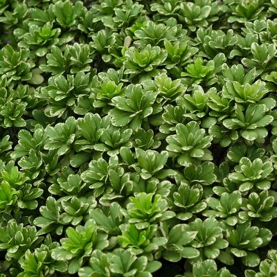 1pc Pittosporum Variegated - National Plant Network 5 1pc Pittosporum Variegated - National Plant Network - Image 3