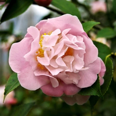 2.5qt High Fragrance Camellia Japonica Plant With Pink Blooms - National Plant Network 3 2.5qt High Fragrance Camellia Japonica Plant With Pink Blooms - National Plant Network