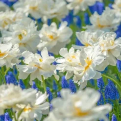 25ct Tulips Popcorn Bulbs - Van Zyverden