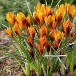 25ct Crocus Orange Monarch Bulbs - Van Zyverden
