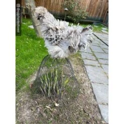 Gardener’s Supply Company Sturdy Chicken Wire Cloche Plant Protector & Cover | Sturdy Metal Cage Garden Protection For Your Plants And Seedlings | No 7 Gardener’s Supply Company Sturdy Chicken Wire Cloche Plant Protector & Cover | Sturdy Metal Cage Garden Protection For Your Plants And Seedlings | No -Garden & Outdoors GUEST 4a645d17 e4a3 49d1 8bbc 8aff7290a01c