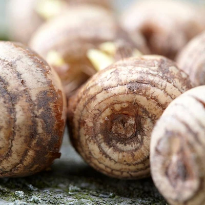 25ct Crocus Orange Monarch Bulbs - Van Zyverden 4 25ct Crocus Orange Monarch Bulbs - Van Zyverden - Image 2