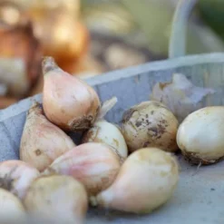 150ct Allium Collection Bulbs - Van Zyverden 9 150ct Allium Collection Bulbs - Van Zyverden -Garden & Outdoors GUEST 702d2767 9ecf 4653 aee8 293dad7e6067