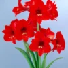 Van Zyverden Multi Amaryllis Red Flower Bulb 2 Van Zyverden Multi Amaryllis Red Flower Bulb -Garden & Outdoors GUEST 737e6c35 c24c 4495 a0d3 18ed7ec63521
