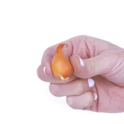 50ct Tulips Little Treasures Collection Bulb Set - Van Zyverden -Garden & Outdoors GUEST 73e96936 d1f7 4c87 9f48 6a7a745c6ead