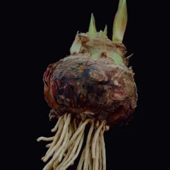 Van Zyverden Amaryllis Red Popov Flower Bulb With Artisan Decorative Planter 8 Van Zyverden Amaryllis Red Popov Flower Bulb With Artisan Decorative Planter -Garden & Outdoors GUEST 7580982a c45e 49ec bd7b d08b77e0a4e1 1