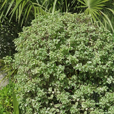 1pc Pittosporum Variegated - National Plant Network 4 1pc Pittosporum Variegated - National Plant Network - Image 2