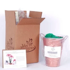 Van Zyverden Amaryllis Red Popov Flower Bulb With Artisan Decorative Planter 9 Van Zyverden Amaryllis Red Popov Flower Bulb With Artisan Decorative Planter -Garden & Outdoors GUEST 88850e9d 516b 40d0 9415 49799eb90ad0