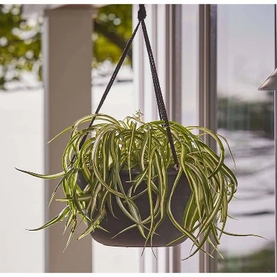 Bloem 12" Wide Dura Cotta Hanging Basket 4 Bloem 12" Wide Dura Cotta Hanging Basket - Image 2