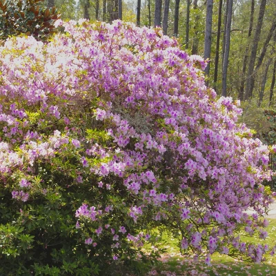 1gal Encore Twist Azalea Plant With Purple And White Blooms - National Plant Network 3 1gal Encore Twist Azalea Plant With Purple And White Blooms - National Plant Network