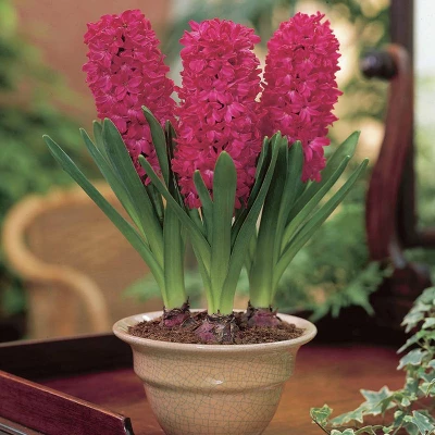 Van Zyverden 5ct Hyacinth Red Indoor Forcing Jan Bos Flower Bulb Set 3 Van Zyverden 5ct Hyacinth Red Indoor Forcing Jan Bos Flower Bulb Set