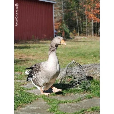 Gardener’s Supply Company Sturdy Chicken Wire Cloche Plant Protector & Cover | Sturdy Metal Cage Garden Protection For Your Plants And Seedlings | No 4 Gardener’s Supply Company Sturdy Chicken Wire Cloche Plant Protector & Cover | Sturdy Metal Cage Garden Protection For Your Plants And Seedlings | No - Image 2