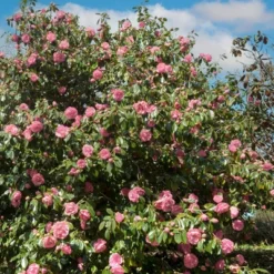 2.5qt High Fragrance Camellia Japonica Plant With Pink Blooms - National Plant Network 7 2.5qt High Fragrance Camellia Japonica Plant With Pink Blooms - National Plant Network -Garden & Outdoors GUEST d4f6ec5c 3262 4b39 ab3f ea536c0801b4