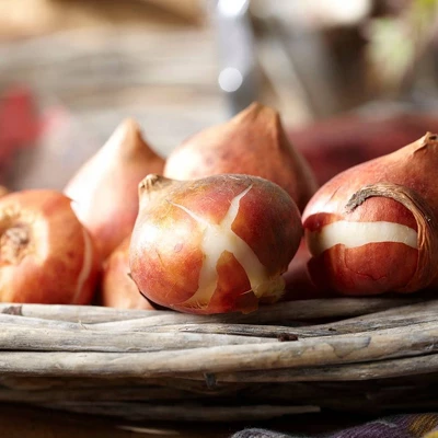 Set Of 12 Spryng Break Tulip Bulbs - Van Zyverden 5 Set Of 12 Spryng Break Tulip Bulbs - Van Zyverden - Image 3