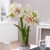 Van Zyverden Amaryllis White/Pink Nymph Flower Bulb -Garden & Outdoors GUEST dbc5ceac 00fe 4fb9 9cec c9c312c24675
