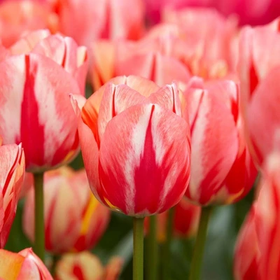 Set Of 12 Spryng Break Tulip Bulbs - Van Zyverden 3 Set Of 12 Spryng Break Tulip Bulbs - Van Zyverden
