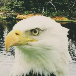 Commonwealth Seascapes Light Filtering Enhance Living Space With Satiny Look Grommet Outdoor Panel Pair Indigo 8 Commonwealth Seascapes Light Filtering Enhance Living Space With Satiny Look Grommet Outdoor Panel Pair Indigo -Garden & Outdoors GUEST e93a211b c352 4a2e b559 272d3423c5e2