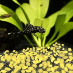 Garden Stones-200 Count Glow In The Dark Solar Pathway Pebble Lights-Decorative Glowing Rocks By Nature Spring (Yellow) 9 Garden Stones-200 Count Glow In The Dark Solar Pathway Pebble Lights-Decorative Glowing Rocks By Nature Spring (Yellow) -Garden & Outdoors GUEST f3731409 b25b 4522 9c3b 3f6730d01f1a