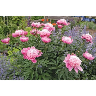 Gardener's Supply Company Essex Plant Support | Sturdy Metal Plants Support Frame For Peonies, Rose Ornamental Flower Garden Cage | Wide Top Rings 5 Gardener's Supply Company Essex Plant Support | Sturdy Metal Plants Support Frame For Peonies, Rose Ornamental Flower Garden Cage | Wide Top Rings - Image 3