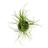 Ponytail Palm In 3" Planter - National Plant Network 1 Ponytail Palm In 3" Planter - National Plant Network -Garden & Outdoors GUEST fae1edca 6616 4136 accf 449cdf5abad8