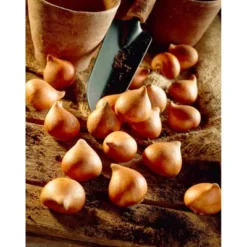 25ct Tulips Popcorn Bulbs - Van Zyverden -Garden & Outdoors GUEST ffb88876 3c76 4f8e a285 dd4f1a84d9e3